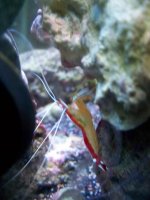 fishtank 12411 014.jpg