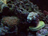 fishtank 12411 023.jpg