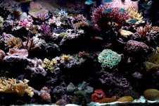 tank pic 11 (Custom).jpg