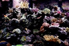 tank pic12 (Custom).jpg