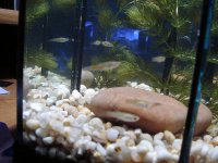 half gallon nano 005.jpg