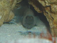 Goby 1.jpg