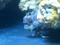 Algae Blenny.jpg