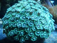 Goniopora.jpg