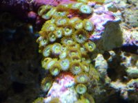 Limeblue zoa.jpg
