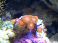 Orange Zoa.jpg