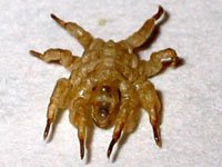 zoo_spider_pycnogonid_tb.jpg