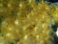 Yellow Polyps.jpg
