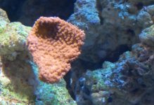 Red Monti Cap.jpg