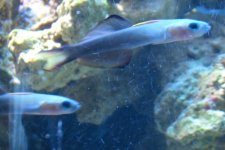Scissortail Goby.jpg