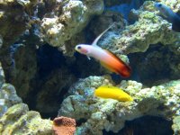 firefish and yellow wrasse.jpg