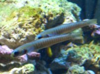Chinese Zebra Goby.jpg