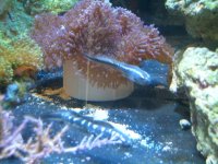 Engineer Convict Goby.jpg