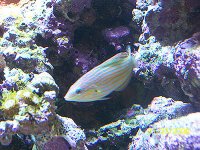 Wrasse_3.jpg