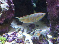 Wrasse_4.jpg