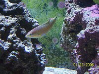 Wrasse_5.jpg