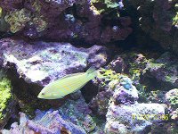 Wrasse_6.jpg