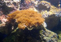 Brown Coral.jpg