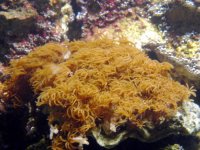 Closeup Brown Coral.jpg