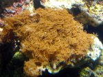 Closeup Brown Coral 2.jpg