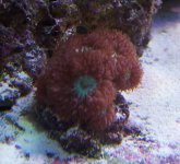 reef nov 06 003.jpg