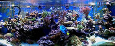 zreef no1106 001rc.jpg