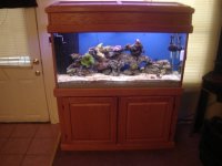 new 90 gal 008.JPG