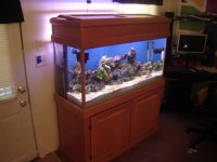 new 90 gal 009.JPG