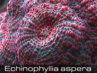 Echinophyllia-aspera-3.jpg