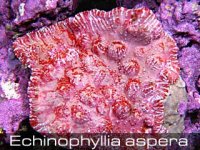 Echinophyllia-aspera-1.jpg