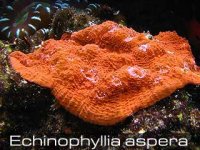 Echinophyllia-aspera-4.jpg