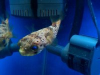 fish.jpg