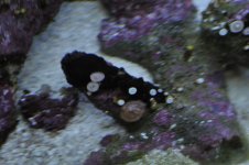 _JOE2716 (Large).jpg