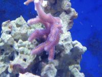 Corals as of 31911 Purple Stylo.jpg