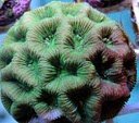 #9 Honeycomb Green $20.jpg