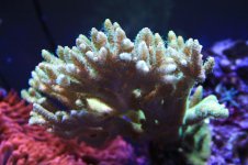 IMG_0002.jpg