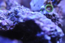 zoa4.jpg