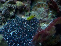 fishtank 12411 012.jpg