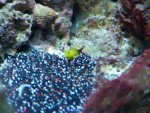 fishtank 12411 015.jpg