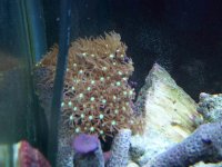 fishtank 12411 016.jpg