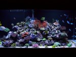 aquarium 337.jpg