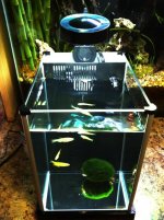 Spec Tank with shrimps and plant IMG_1295 copy.jpg