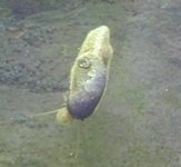 stomatella.jpg
