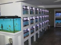 FISHTOPIA JULY 2011 003.jpg