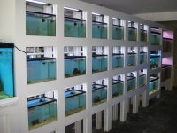 FISHTOPIA JULY 2011 022.jpg