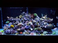 aquarium 280.jpg