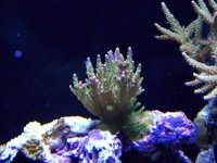 aquarium 294.jpg