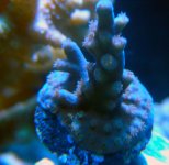BLUE TORT.jpg