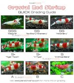 Crystal Shrimps Grading.jpg