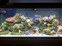 75 reef color .jpg